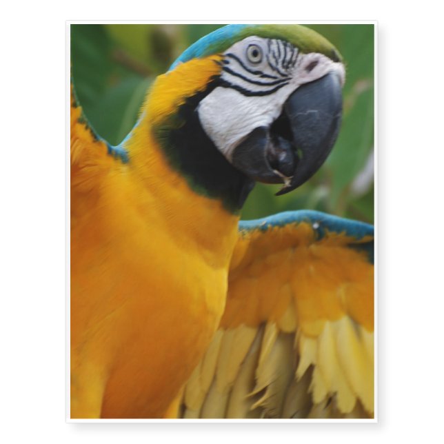 Entertaining Blue and Gold Macaw Temporary Tattoos (Front)
