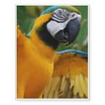 Entertaining Blue and Gold Macaw Temporary Tattoos