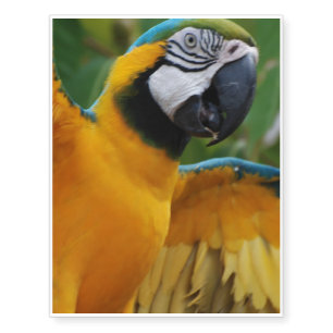 Entertaining Blue and Gold Macaw Temporary Tattoos