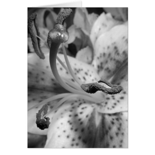 Enticing Lily Card