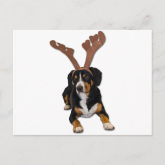 Entlebucher Christmas Dog Holiday Postcard