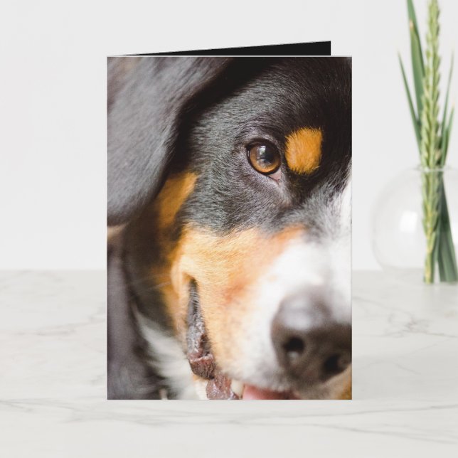 Entlebucher - I've got my eyes on you! Holiday Card (Front)