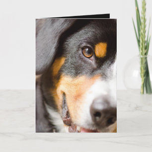 Entlebucher - I've got my eyes on you! Holiday Card