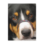 Entlebucher Mountain Dog Postcard