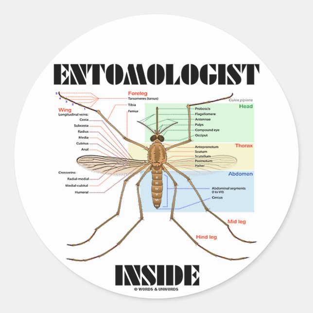 Entomologist Inside (Mosquito Anatomy) Classic Round Sticker (Front)