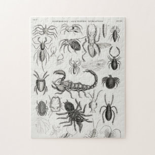 Entomology - Arachnides, Myriapoda Jigsaw Puzzle