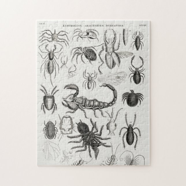 Entomology - Arachnides, Myriapoda Jigsaw Puzzle (Vertical)