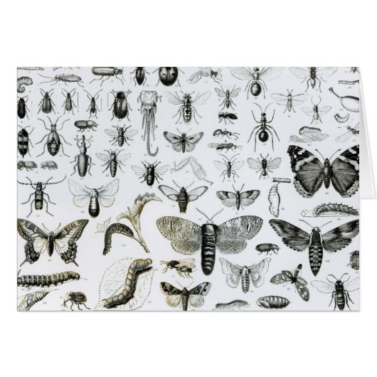 Entomology Cards (Front Horizontal)
