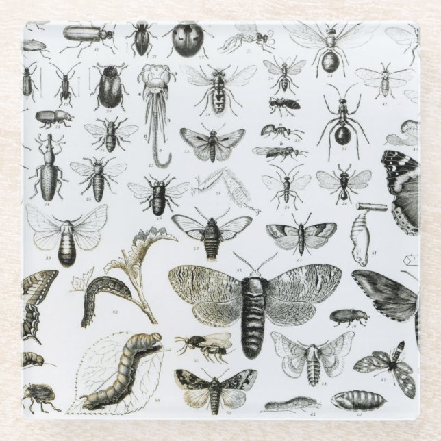 Entomology Glass Coaster (Front)