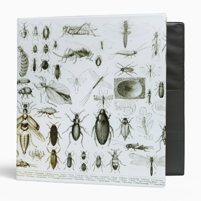 Entomology Insects Binder (Front/Inside)
