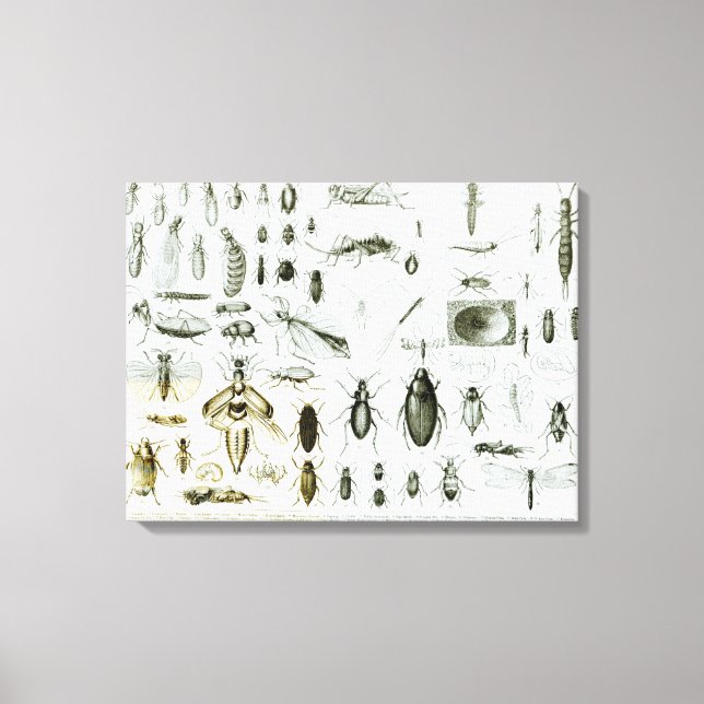 Entomology Insects Canvas Print (Front)