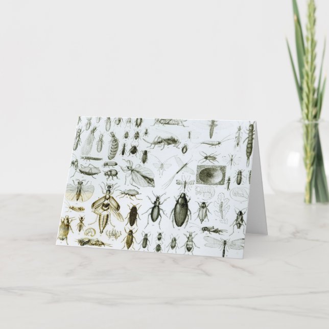 Entomology Insects Card (Front)