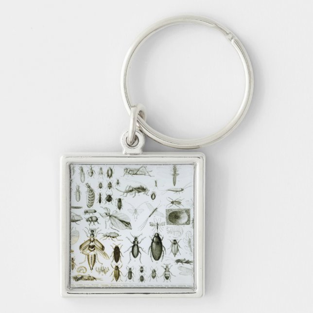 Entomology Insects Keychain (Front)