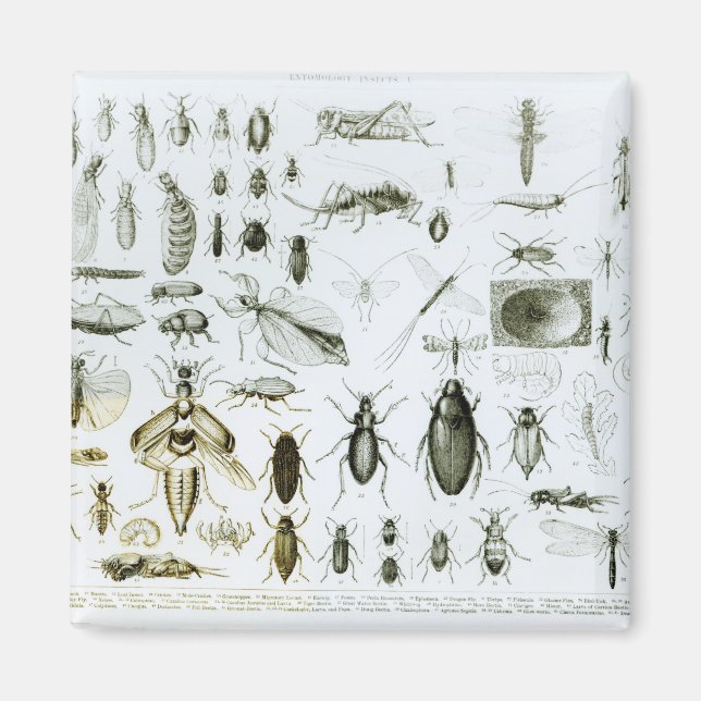 Entomology Insects Magnet (Front)