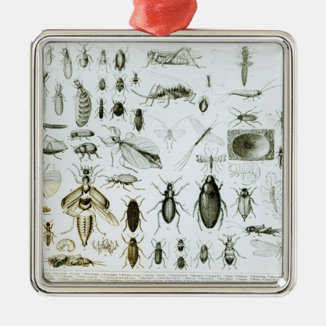 Entomology Insects Metal Ornament (Front)