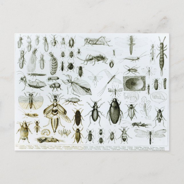 Entomology Insects Postcard (Front)