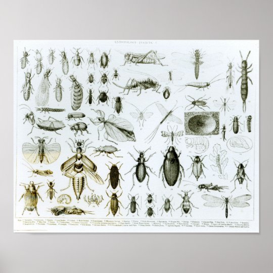 Entomology Insects Poster | Zazzle.com