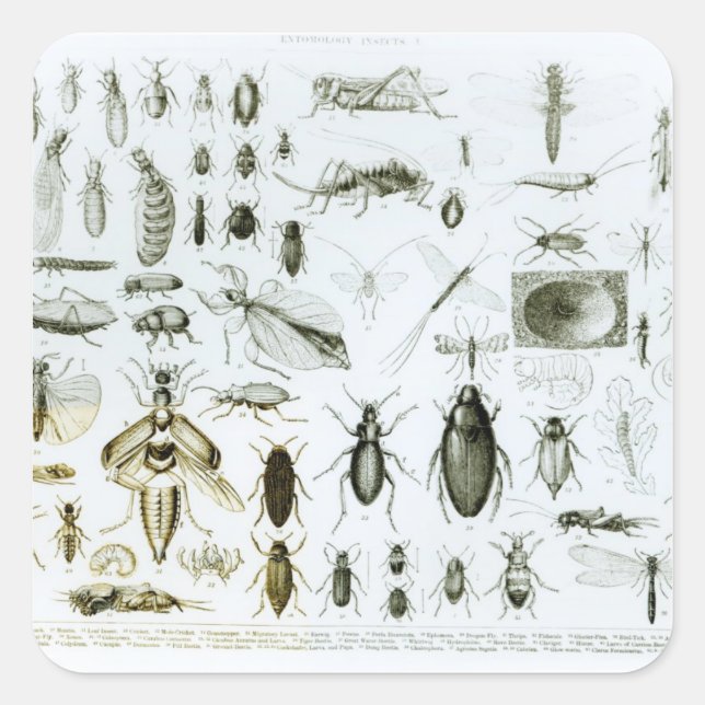 Entomology Insects Square Sticker (Front)