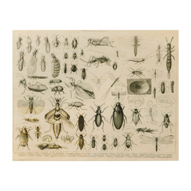 Entomology Insects Wood Wall Art (Front)