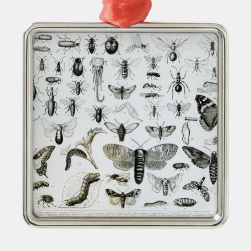 Entomology Metal Ornament