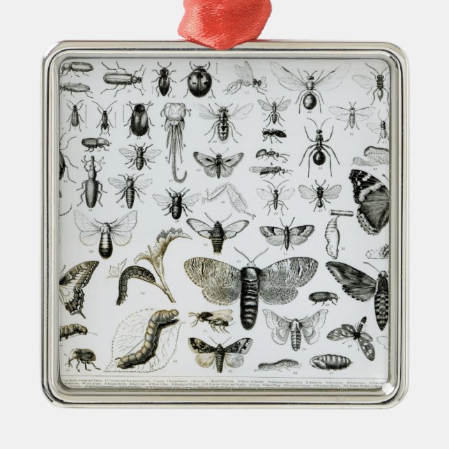 Entomology Metal Ornament (Front)