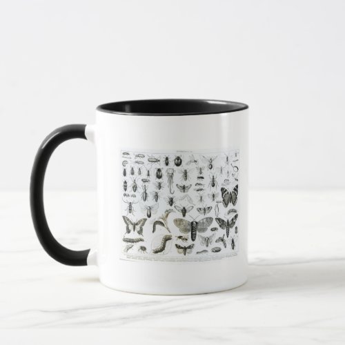 Entomology Mug