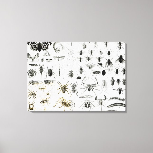 Entomology, Myriapoda and Arachnida Canvas Print (Front)