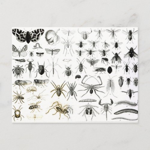 Entomology Myriapoda and Arachnida Postcard