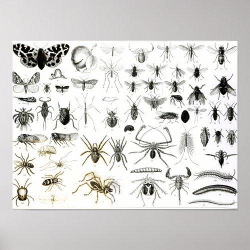Entomology Myriapoda and Arachnida Poster