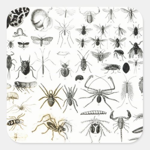 Entomology Myriapoda and Arachnida Square Sticker