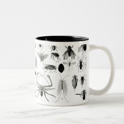 Entomology Myriapoda and Arachnida Two_Tone Coffee Mug
