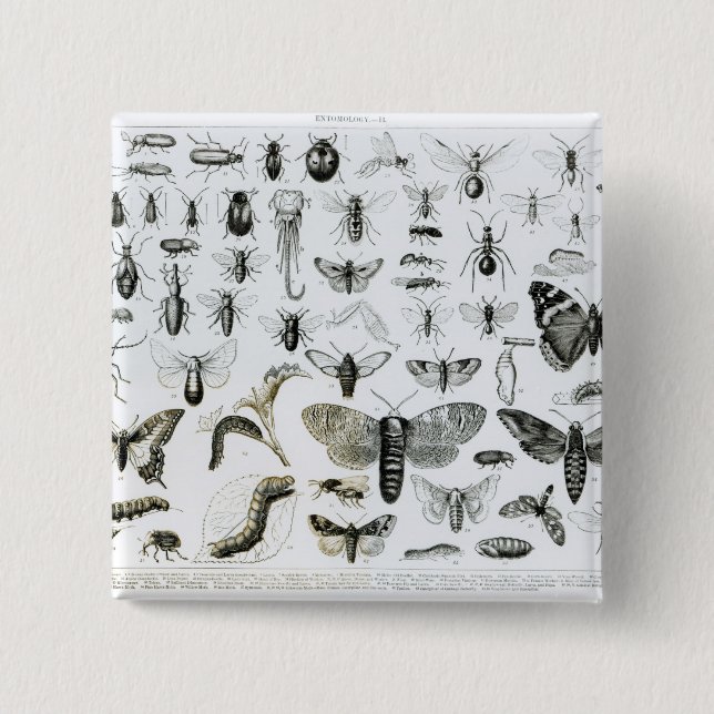 Entomology Pinback Button (Front)