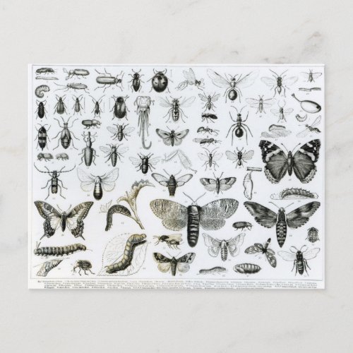 Entomology Postcard