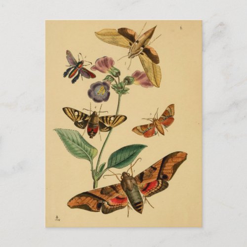 Entomology Postcard