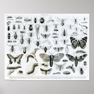 Entomology Posters | Zazzle