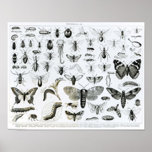 Entomology Poster