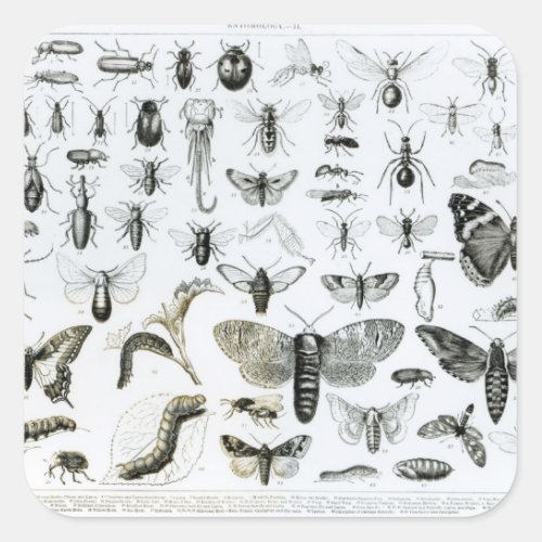 Entomology Square Sticker