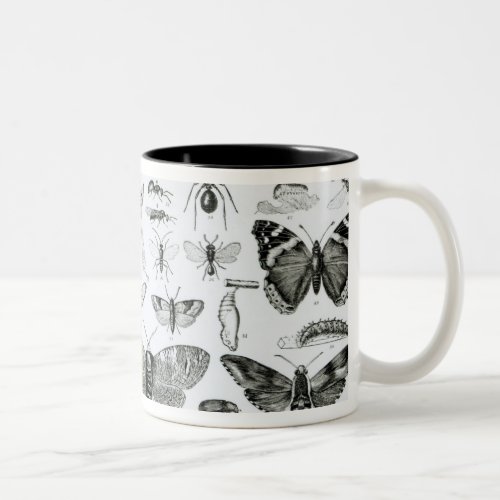 Entomology Two_Tone Coffee Mug
