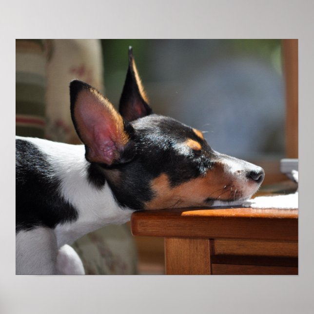 Enzo's Nap Poster (Front)