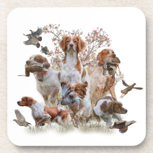 Epagneul Breton, Brittany Spaniel Beverage Coaster