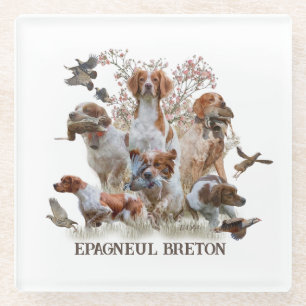Epagneul Breton, Brittany Spaniel Glass Coaster