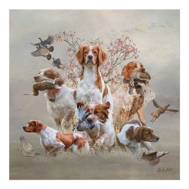 Epagneul Breton, Brittany Spaniel  Photo Print (Front)