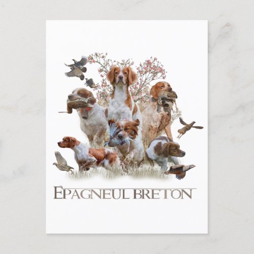 Epagneul Breton Brittany Spaniel   Postcard
