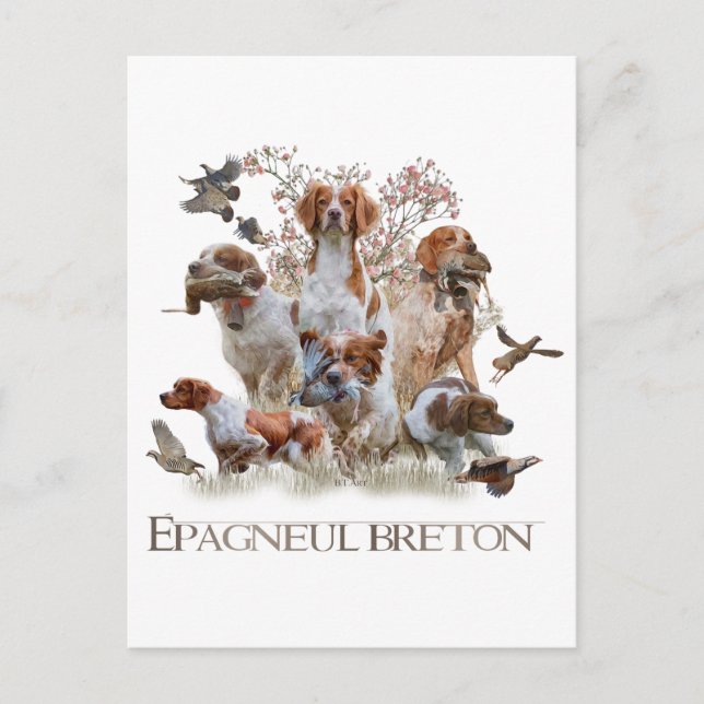 Epagneul Breton, Brittany Spaniel   Postcard (Front)