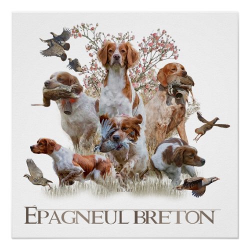 Epagneul Breton Brittany Spaniel Poster