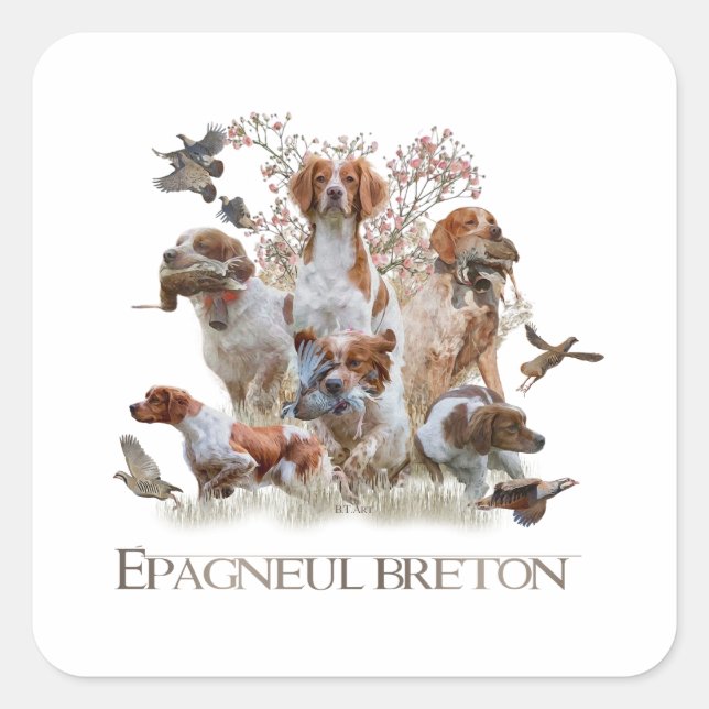 Epagneul Breton, Brittany Spaniel  Square Sticker (Front)