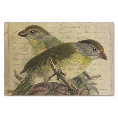 Ephemera Birds and Script Tissue Paper