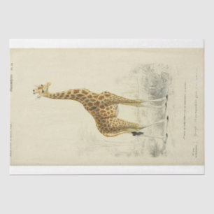 Ephemera Decoupage Giraffe Tissue Paper