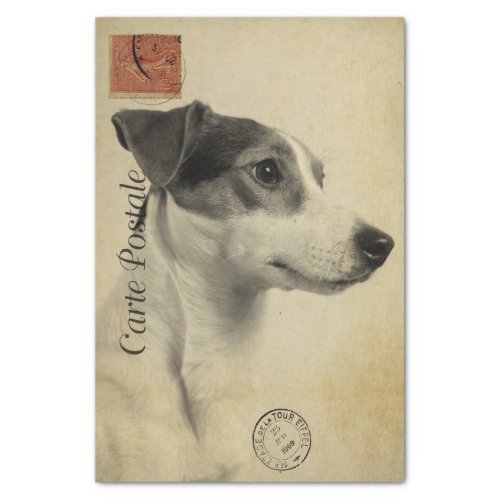 Ephemera French Postcard Jack Russel Terrier Dog Tissue Paper