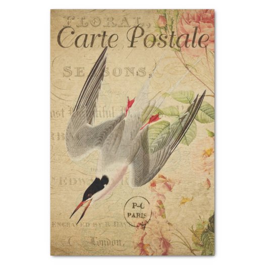Ephemera French Postcard Tern Bird Decoupage